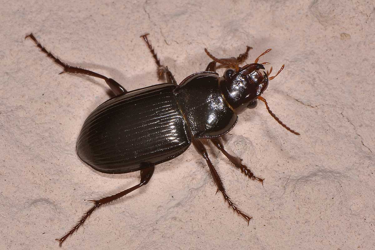 Amara (Curtonotus) aulica, Carabidae